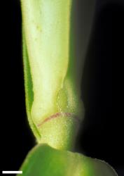 Veronica phormiiphila. Leaf bud with small sinus. Scale = 1 mm.
 Image: W.M. Malcolm © Te Papa CC-BY-NC 3.0 NZ